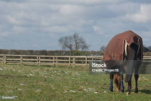 Horse Grazing In Winter Stock Photo - Download Image Now - Agricultural Field, Alertness, Animal