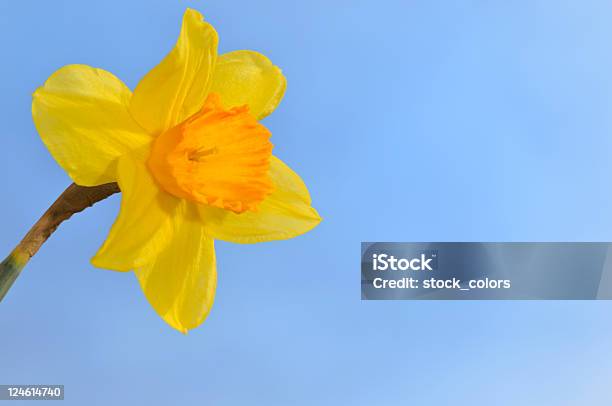 Kwiat Dafodill - zdjęcia stockowe i więcej obrazów Bez ludzi - Bez ludzi, Bezchmurne niebo, Dziewiczość