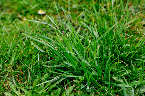 Grass growing in field land on sunny day