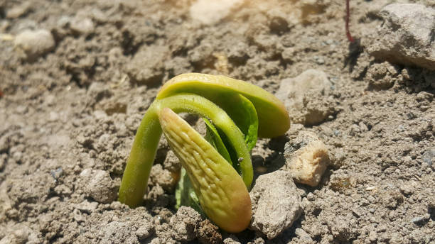 istock Bean sprout. Germination of beans from seeds. 1246148816