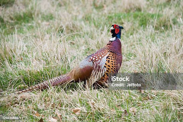 Colourful Male Pheasant Stock Photo - Download Image Now - Agricultural Field, Autumn, Beak