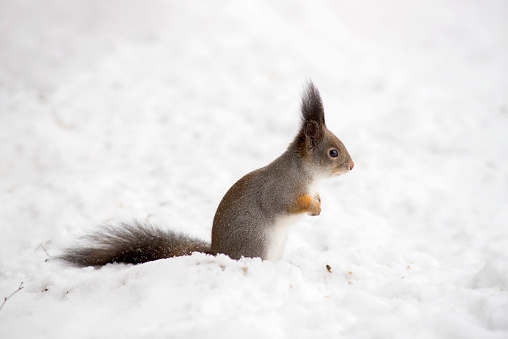 Squirrel in a winter coat
