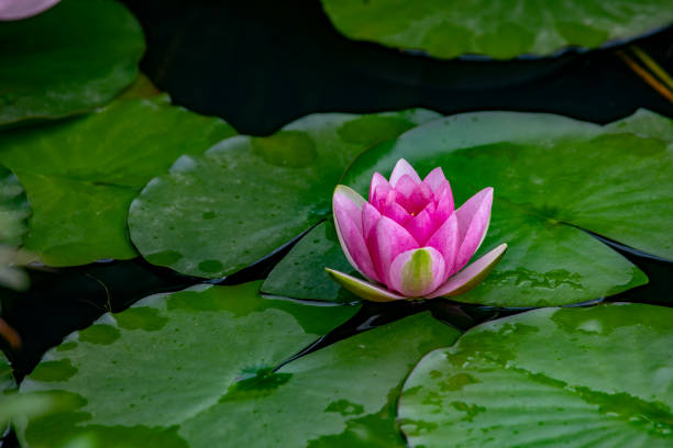 istock beauty water lily 1246153295