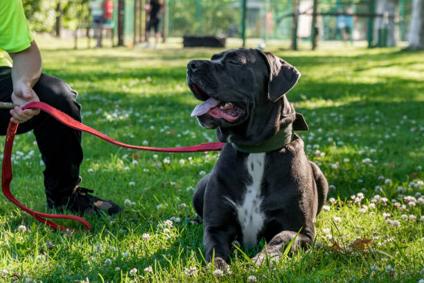 istock Black Young Cane Corso Dog Sit On Green Grass with its owner 1246153306