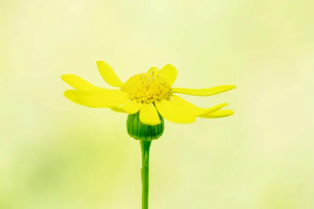 Photostack of a yellow gerbera flower with creamy atmosphere and background