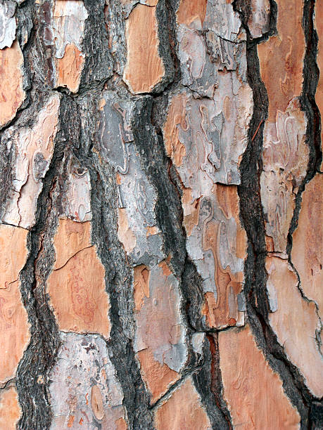 istock trunk barks of a stone pine 124615423
