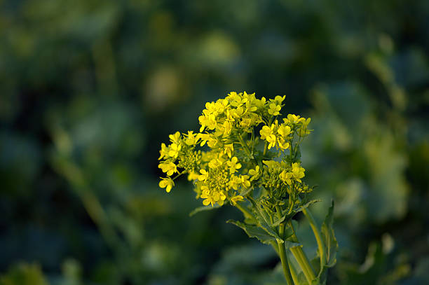 fleur de rapini - broccoli raab photos et images de collection