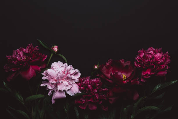 Black Floral background with beautiful dark peonies. Soft focus, copy space