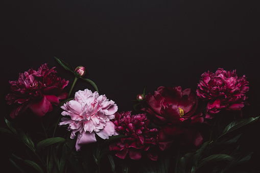 Black Floral background with beautiful dark peonies. Soft focus, copy space.