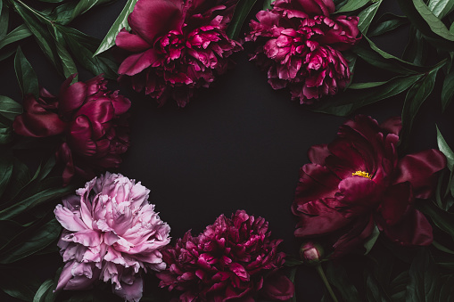 Beautiful Peonies Frame In Dark Colors Black Floral Background Festive  Flowers Concept Soft Focus Copy Space Stock Photo - Download Image Now -  iStock
