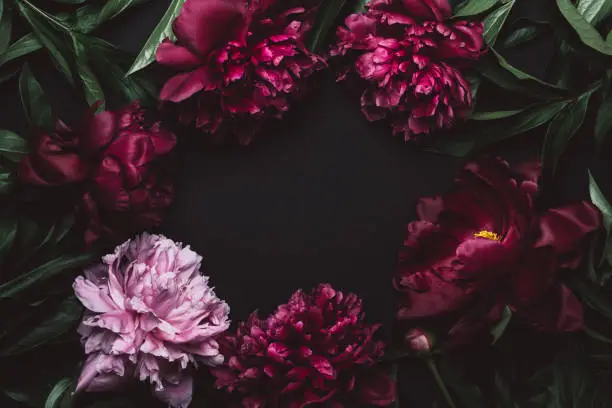 Photo of Beautiful peonies frame in dark colors. Black Floral background. Festive flowers concept. Soft focus, copy space