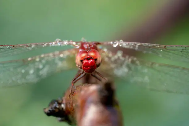 Close up shot of a red dragonfly with water dew on its wings