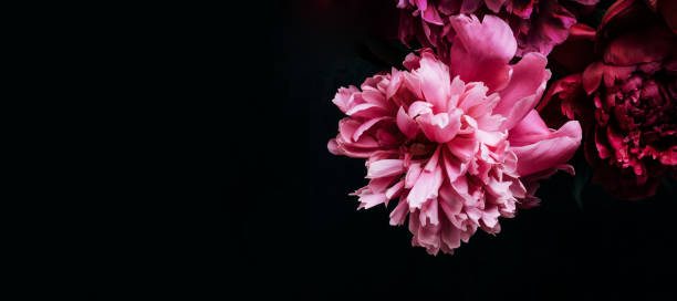istock Beautiful peony on black banner. Floral background. Soft focus, copy space 1246164076