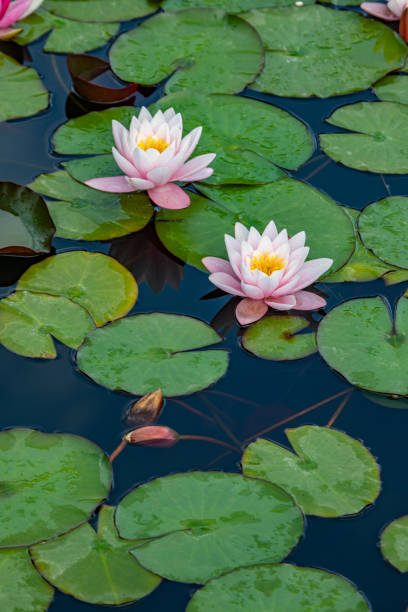 beauty water lily - lotus flower single flower red imagens e fotografias de stock