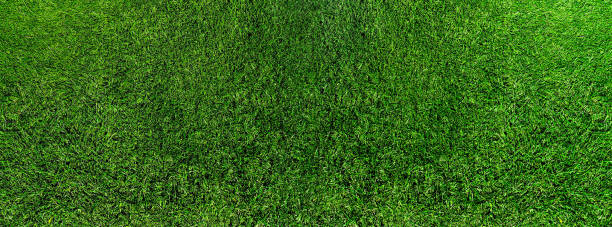 istock top view of fresh green grass or lawn 1246165196