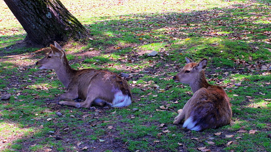 Nara Deers