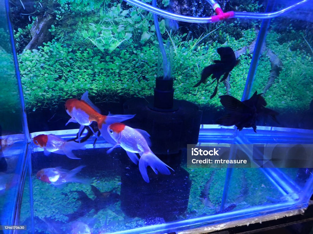 Hình Ảnh Cận Cảnh Bãi Cạn Của Những Con Cá Vàng Mũ Đỏ Non Cá Vàng ...