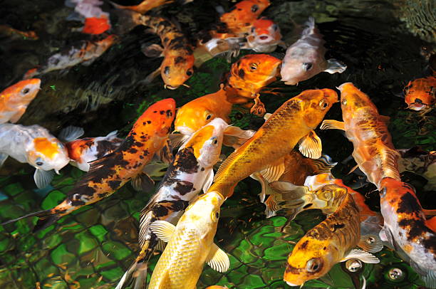 istock golden fishes 124617092