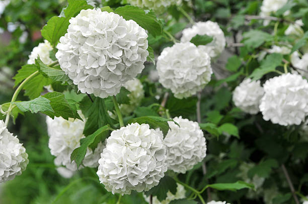 istock white garden flowers 124617309