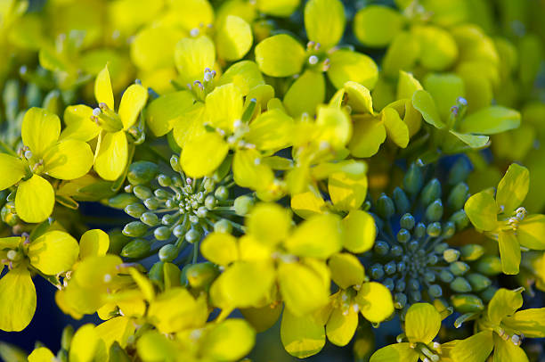 flor de rapini - broccoli raab imagens e fotografias de stock