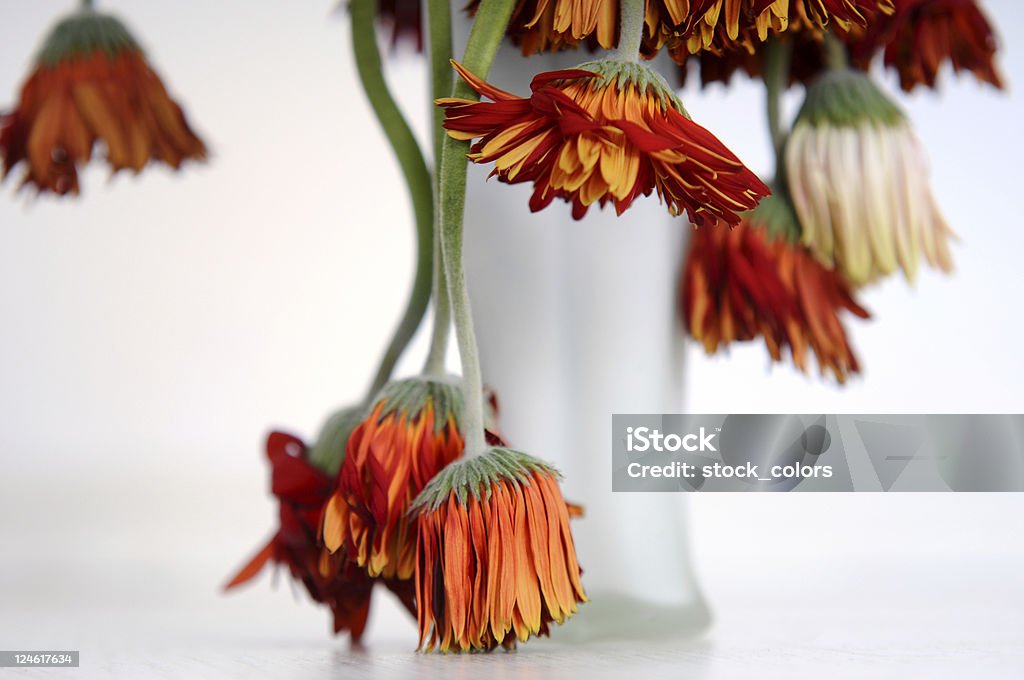 whitered gerberas - Foto de stock de Planta seca royalty-free