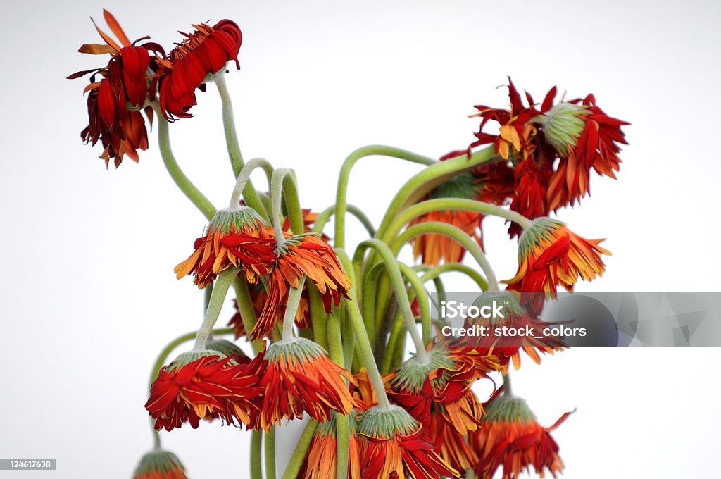 whitered flowers red whitered gerberas in a vase  Bunch Stock Photo