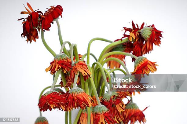Whitered Flowers Stock Photo - Download Image Now - Bunch, Bunch of Flowers, Close-up