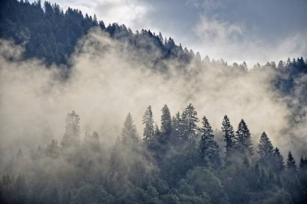 poranna mgła w pobliżu schoppernau - bregenzwald zdjęcia i obrazy z banku zdjęć