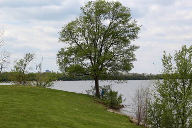 istock Tree on the Shore of the Lake 1246176732