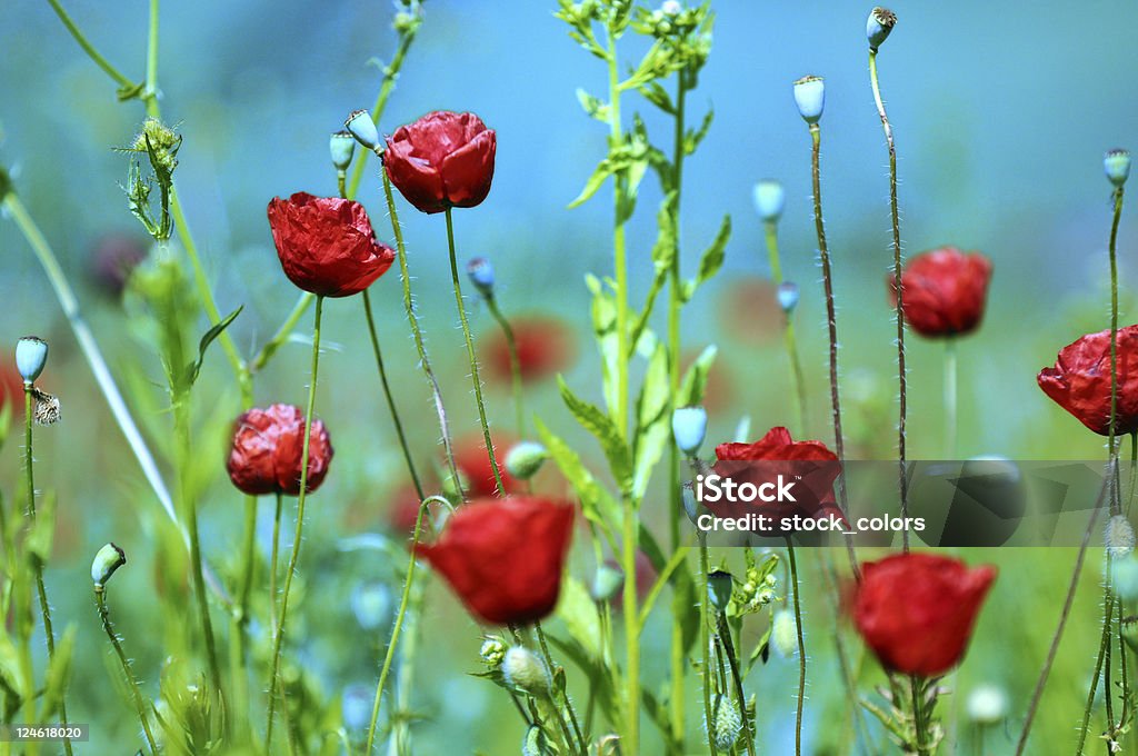 poppies - Foto de stock de Campo royalty-free