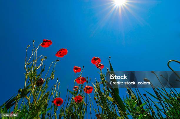 Papaveráceas Fundo - Fotografias de stock e mais imagens de Agricultura - Agricultura, Ajardinado, Ao Ar Livre