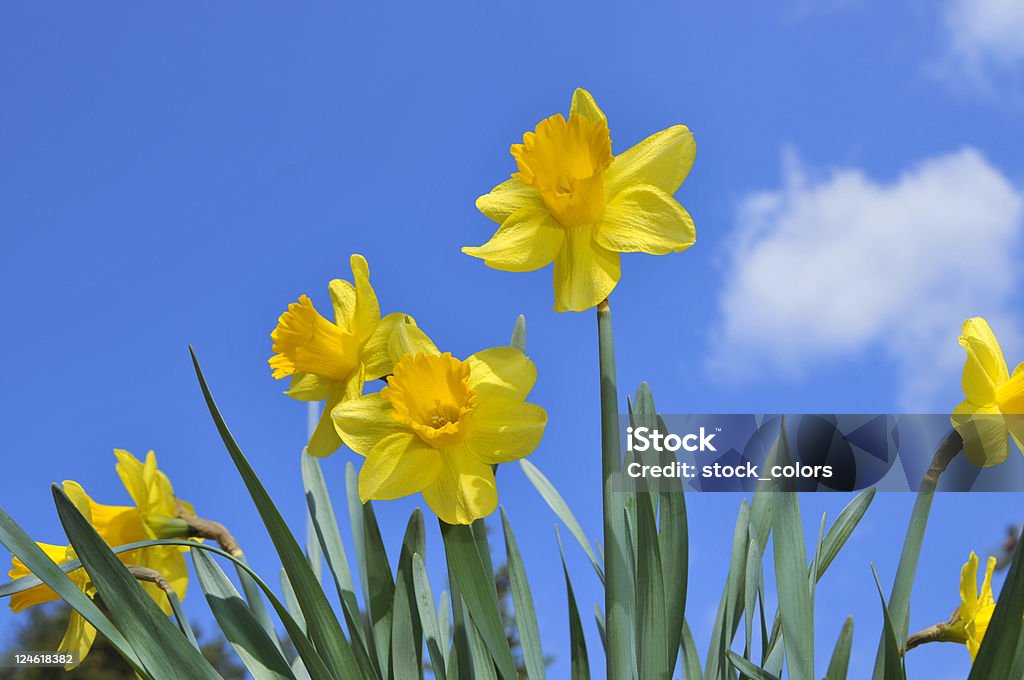 Den Frühling - Lizenzfrei Narzisse Stock-Foto