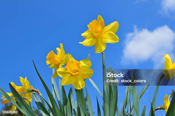 Den Frühling Stockfoto und mehr Bilder von Narzisse - Narzisse, Himmel, Blau