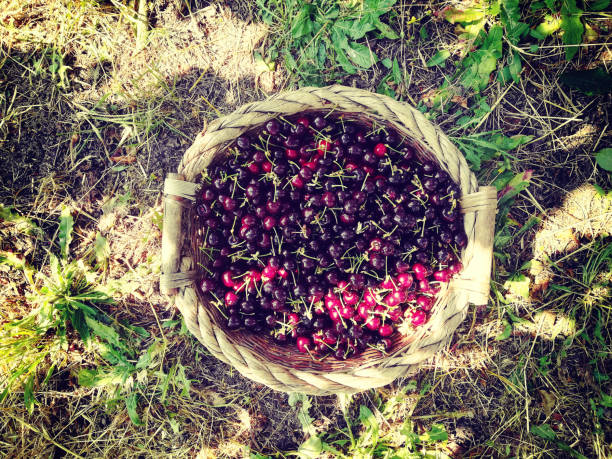red ripe sweet cherries in a basket seen from above