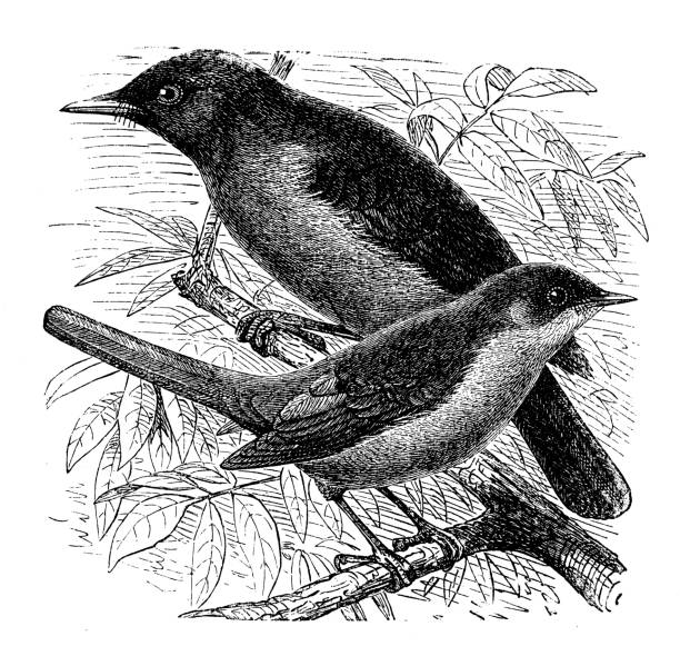 Antique illustration: thrush nightingale (Luscinia luscinia) Antique illustration: thrush nightingale (Luscinia luscinia) bluethroat stock illustrations