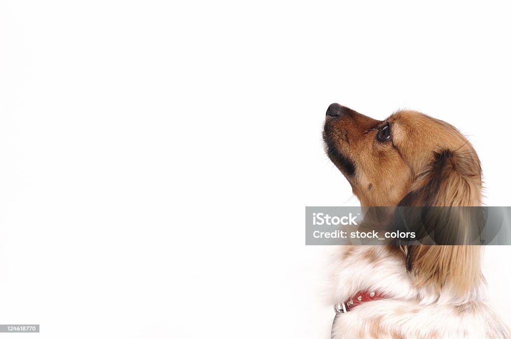 Brązowy Pies - Zbiór zdjęć royalty-free (Białe tło)