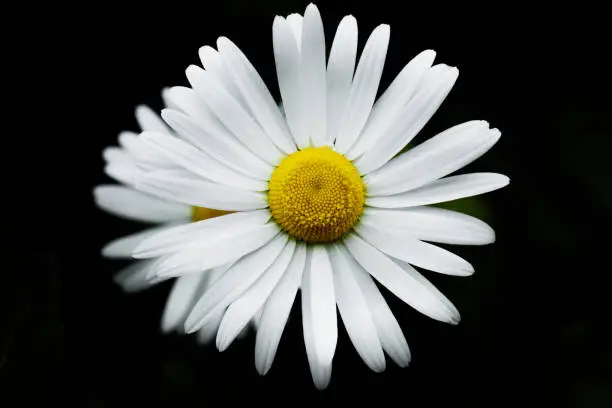 Beautiful photo of a two oxeye daisy flowers on black background