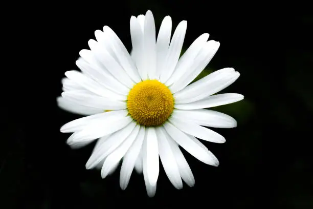 Beautiful photo of a single oxeye daisy flower on black background