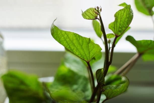 istock growing sweet potato plant at kitchen 1246200137