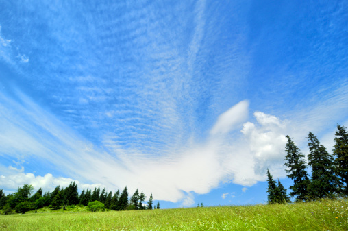 fir tree,green meadow,blue skyhttp://gallery.photo.net/photo/12551830-lg.jpg