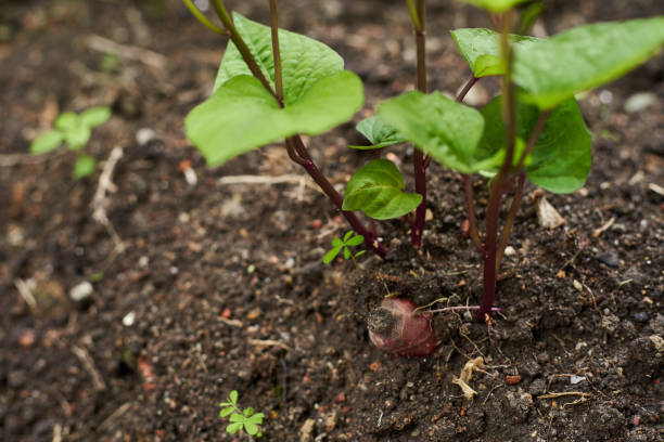 homegrown organic sweet potatoe