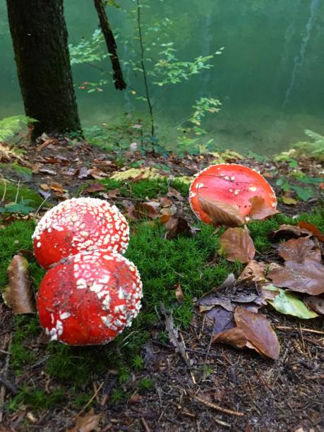 istock Different types of mushrooms in Germany 1246203401