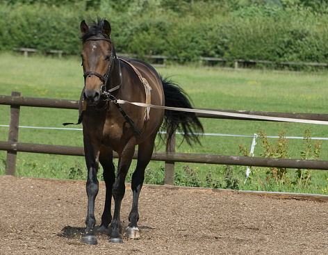 Young little warmblood with lots of attitude.