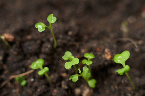 自家製の農産物レタス - environment homegrown produce canada north america ストックフォトと画像