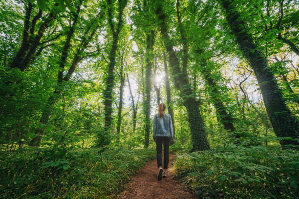 Woman walking alone in the forest Woman hiking alone in the forest Surrounding stock pictures, royalty-free photos & images