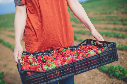 A close-up shot of fresh strawberries stacked into boxes and then in a bigger crate. An unrecognizable person is holding them in their hands.