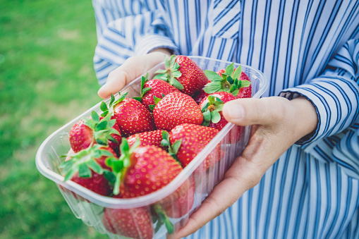 A close-up view of a person's hand holding bunch of strawberries in a box.