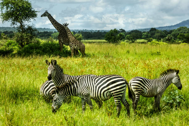 istock Zebras and giraffes in savanna 1246209567