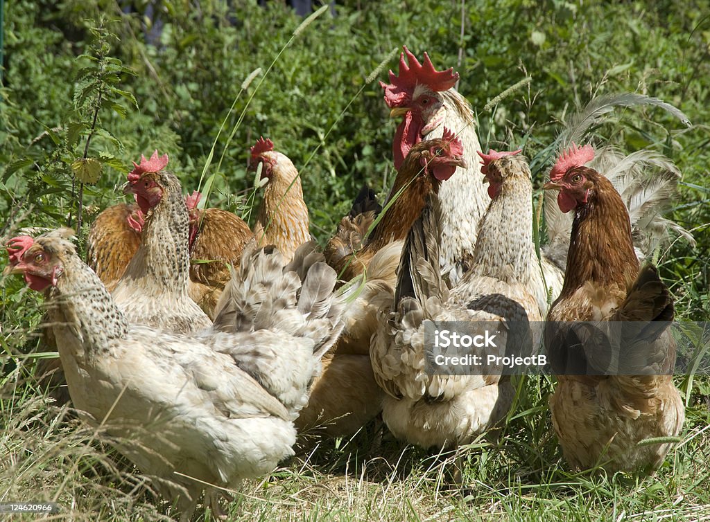 Pollo di avanzamento - Foto stock royalty-free di Agricoltura