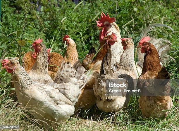 Pollo Di Avanzamento - Fotografie stock e altre immagini di Agricoltura - Agricoltura, Alimentazione sana, Ambientazione esterna